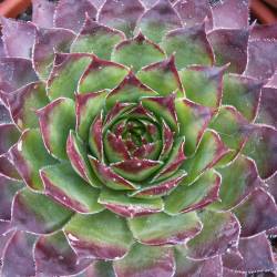 Sempervivum - Dachwurz - Hauswurz